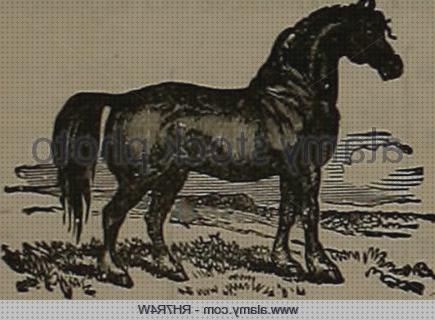 Las mejores marcas de caballos