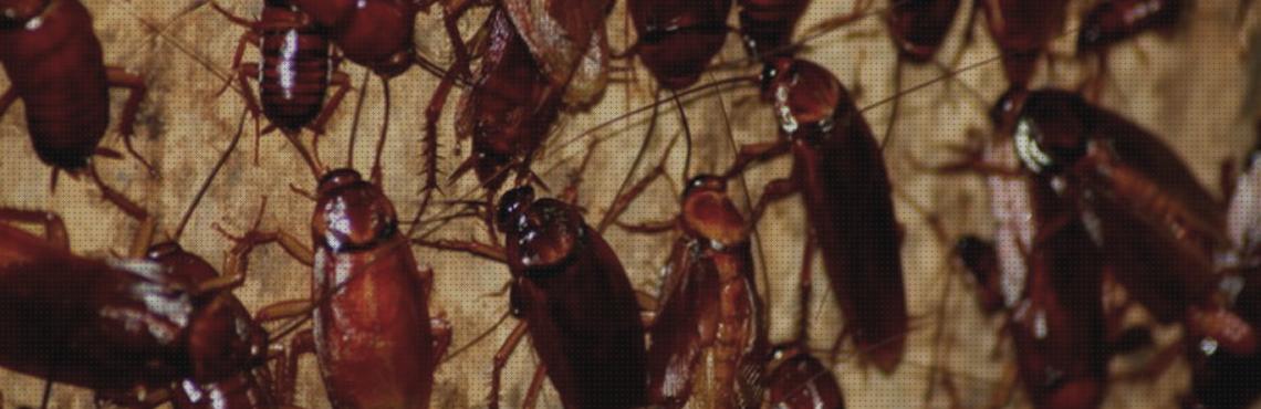 Las mejores humos extractor de humos cucarachas
