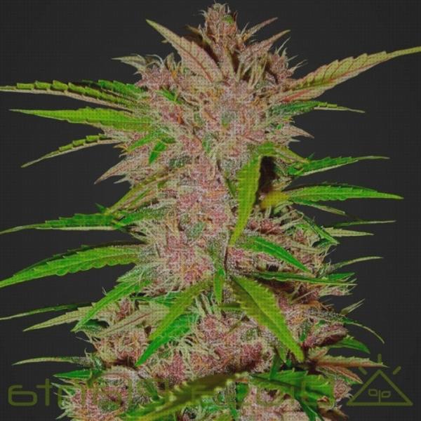 Review de extractores de humos industriales berry
