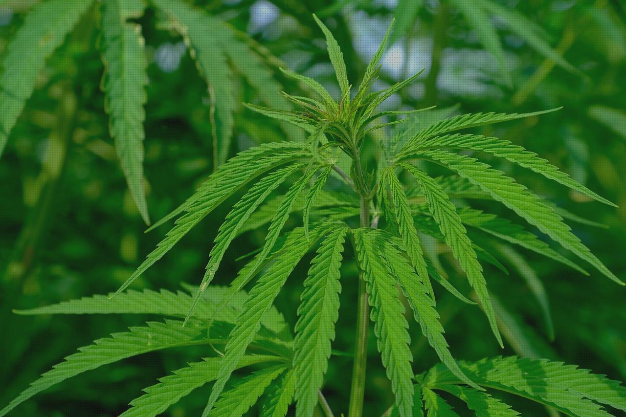 ¿Dónde poder comprar industrial cannabis oil extractor?