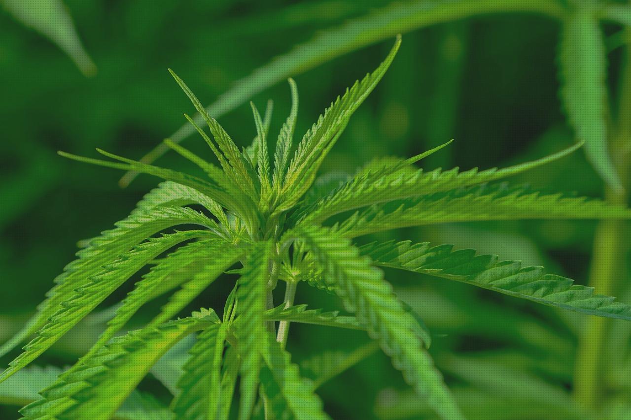 Las mejores marcas de industrial cannabis oil extractor
