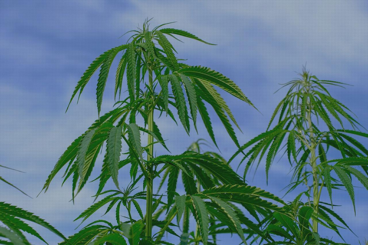 Las mejores industrial cannabis oil extractor