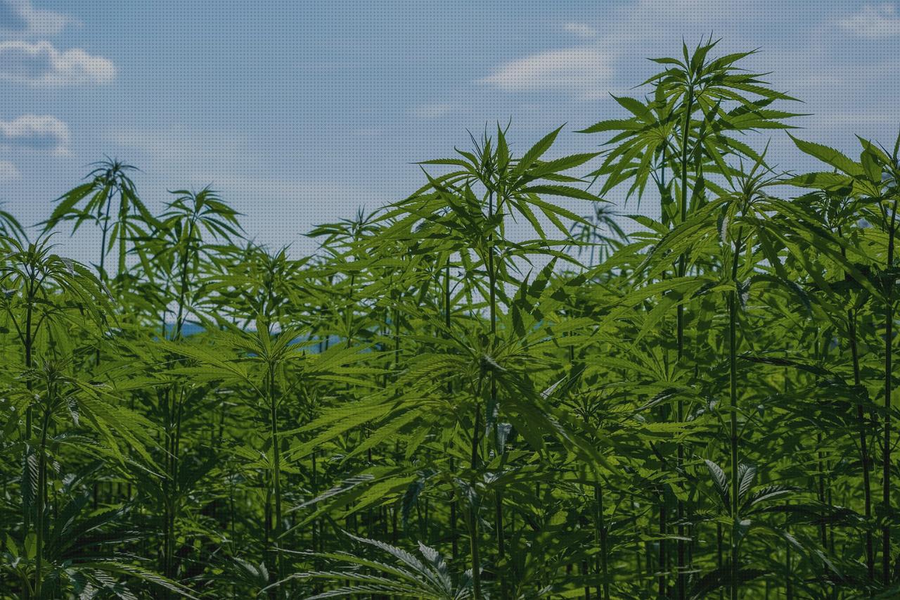 Review de industrial cannabis oil extractor