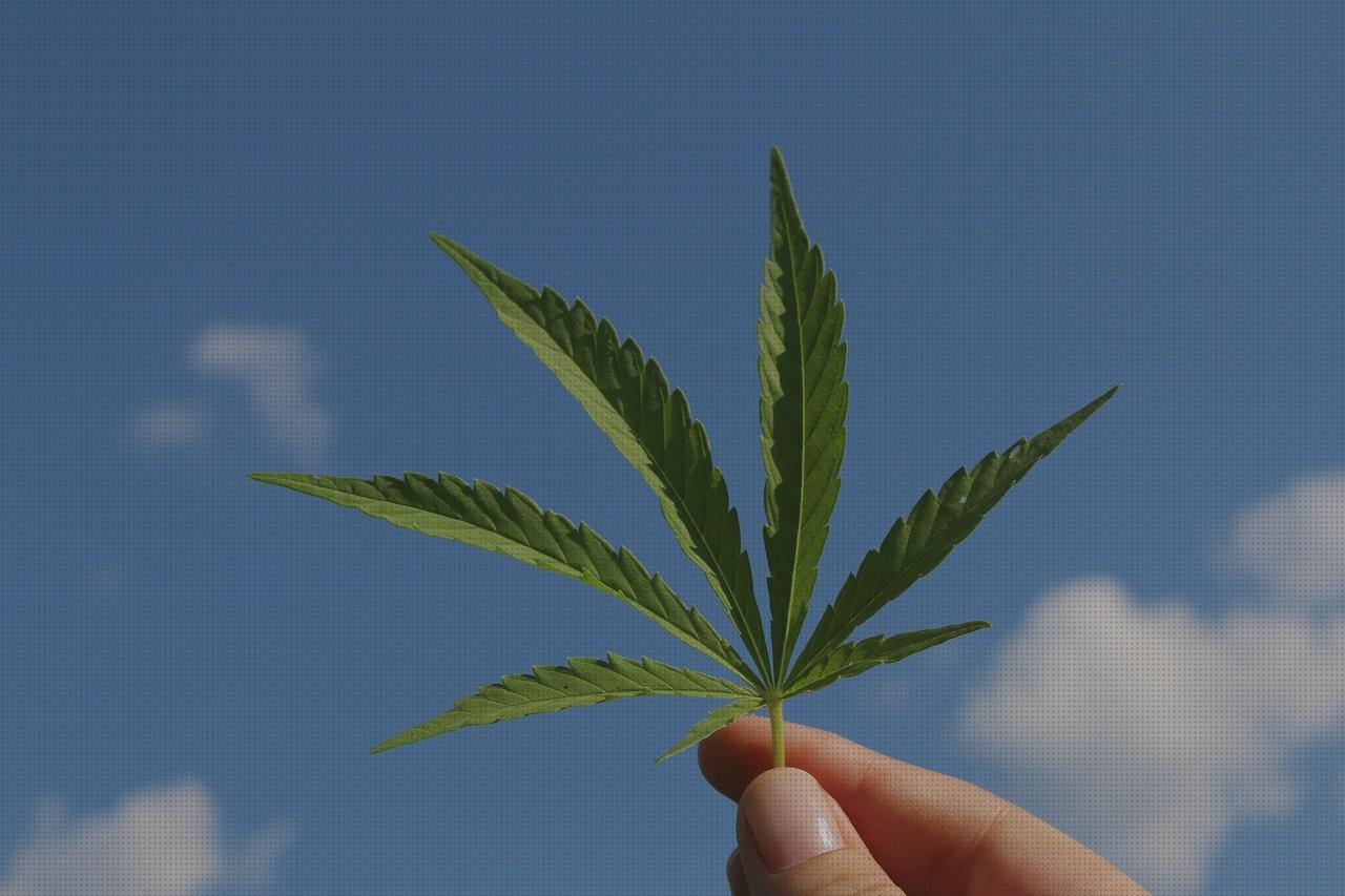 Las 7 Mejores Industriales Cannabis Oil Extractores