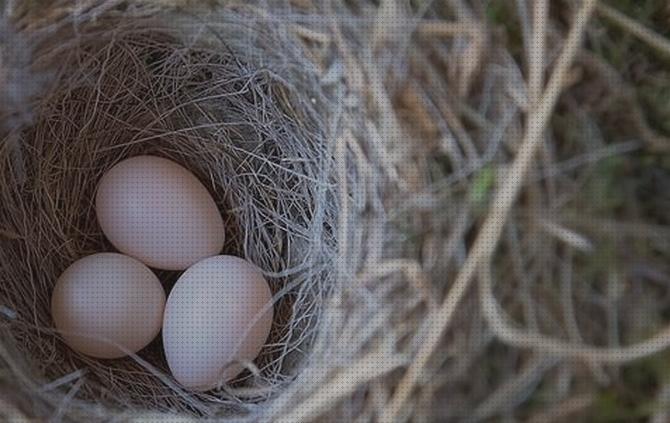 Las mejores marcas de pajaro extractor de humos